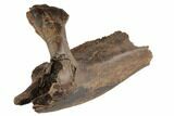 Fossil Hadrosaur (Edmontosaurus) Mandible Bone - South Dakota #192546-3